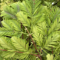 Metasequoia glyptostroboides 'Chubby'