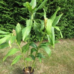 Hedychium densiflorum 'Assam orange'