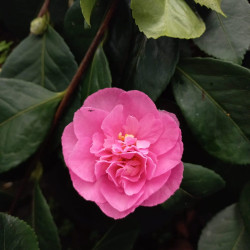Camellia sasanqua Waterfall Pink®