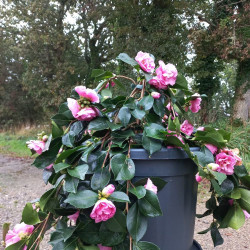 Camellia sasanqua Waterfall Pink®
