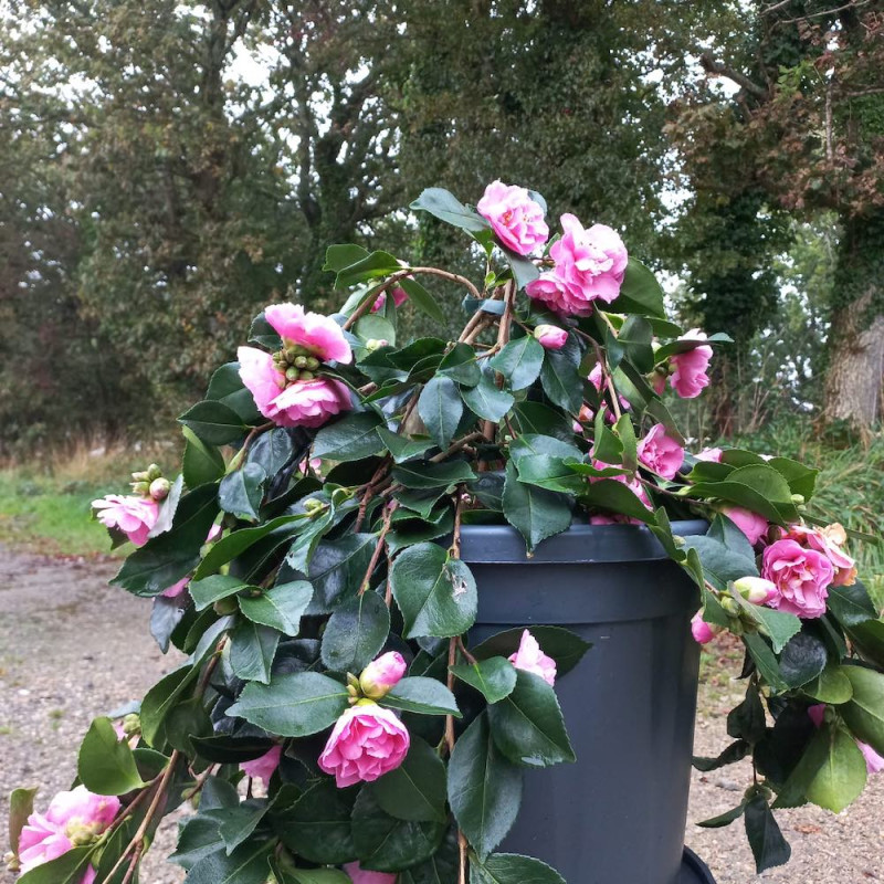 Camellia sasanqua Waterfall Pink®