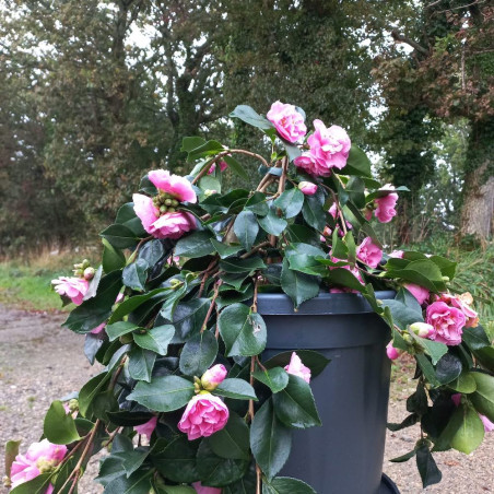 Camellia sasanqua Waterfall Pink®
