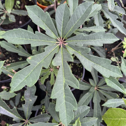 Schefflera glabrescens