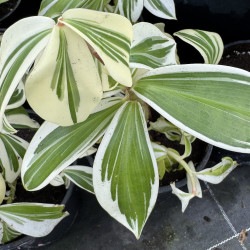 Costus arabicus variegatus