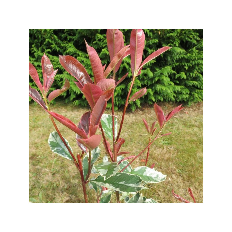 Photinia 'pink marble'® Cassini