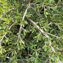 Leptospermum humifusum
