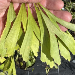 Ginkgo biloba Saratoga