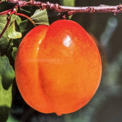 Prunus armeniaca Tom-Cot®, abricotier