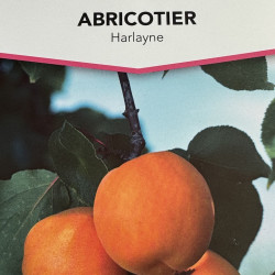 Prunus armeniaca Harlayne, abricotier