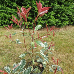 Photinia 'pink marble'® Cassini