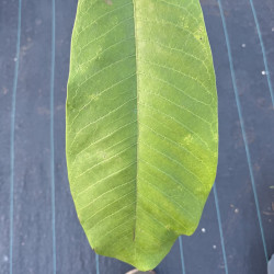 Magnolia rostrata