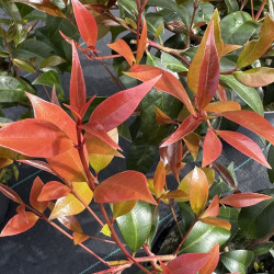 Syzygium smithii