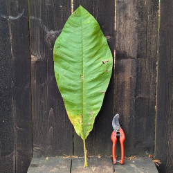 Magnolia rostrata