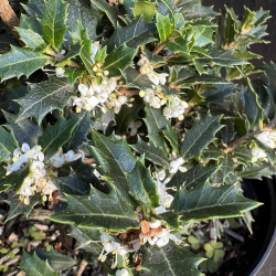 Osmanthus heterophyllus Perfume Party®