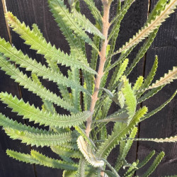 Banksia attenuata
