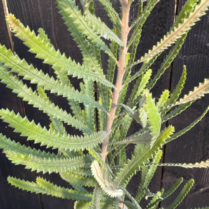 Banksia attenuata Banksia attenuata