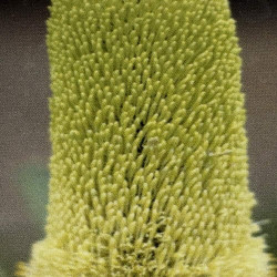 Banksia attenuata
