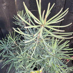 Banksia grossa