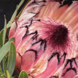 Protea Ayoba® Lady Klara