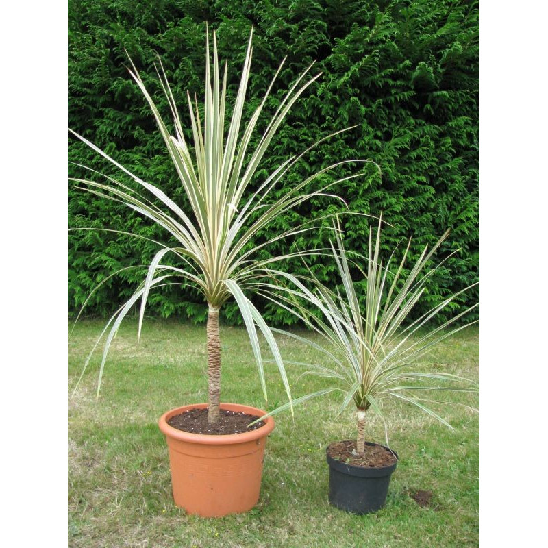 Cordyline australis 'Torbay dazzler'