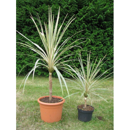 Cordyline australis 'Torbay dazzler'