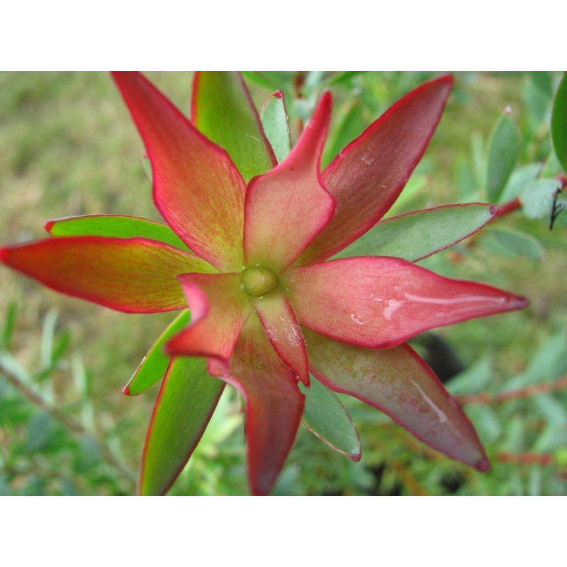 Leucadendron 'fireglow'