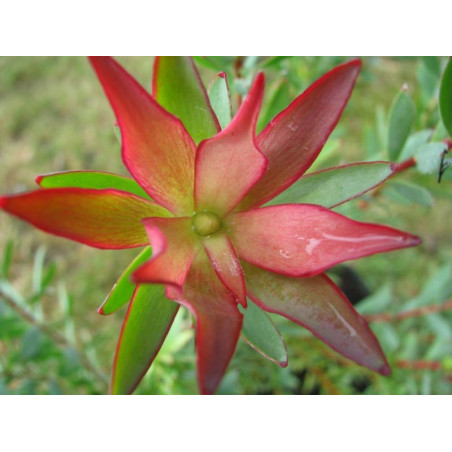 Leucadendron 'fireglow'