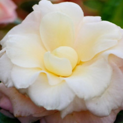 Camellia Senritsu-ko