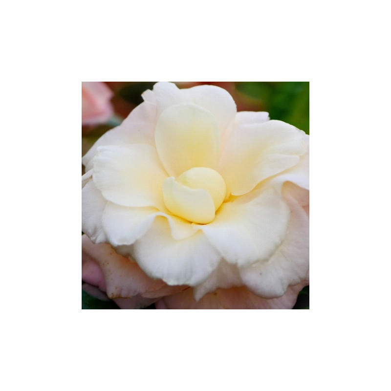 Camellia Senritsu-ko Camellia Senritsu-ko