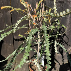Banksia speciosa