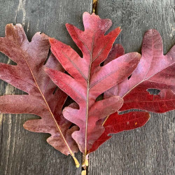 Quercus bimundorum Crimson Spire