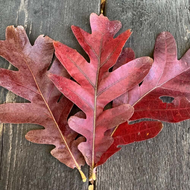 Quercus bimundorum Crimson Spire Quercus bimundorum Crimson Spire