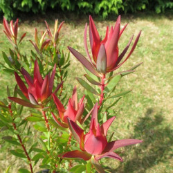 Leucadendron 'fireglow'