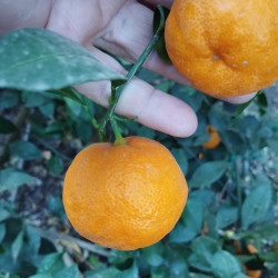 Citrus reticulata Mandalate