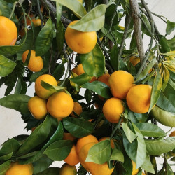 Citrus satsuma Pulpi