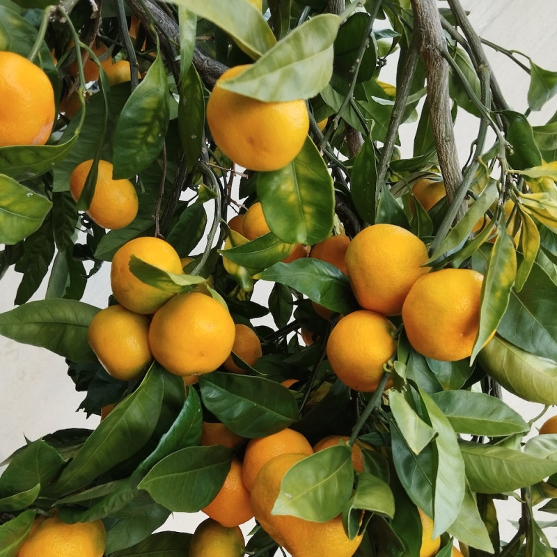 Citrus satsuma Pulpi Citrus satsuma Pulpi