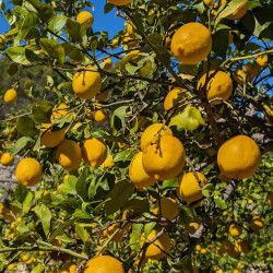 Citrus Limonfirst