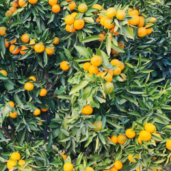 Citrus clementina Neufina