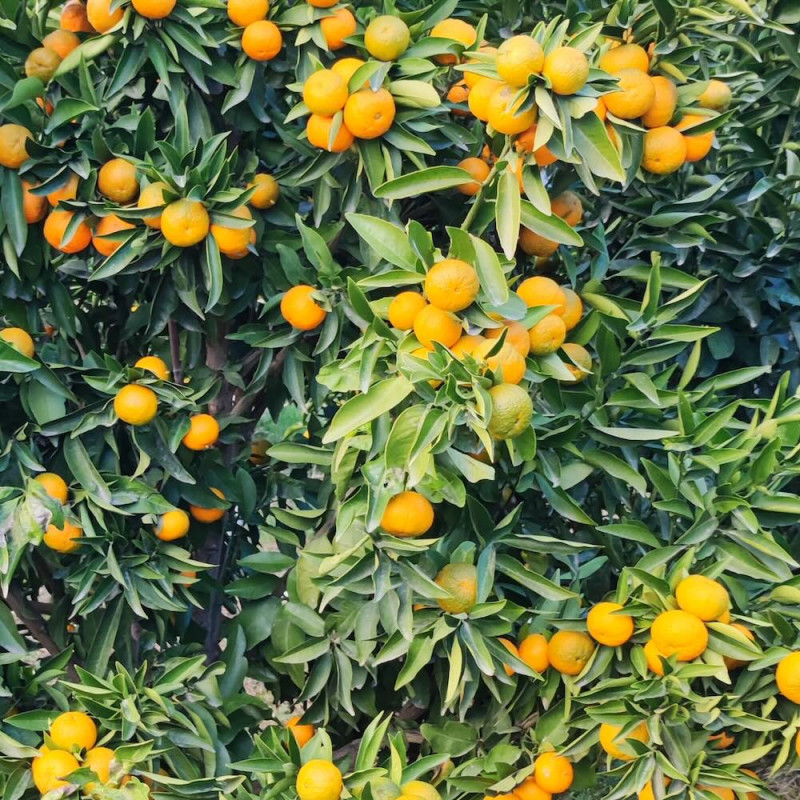 Citrus clementina Neufina Citrus clementina Neufina