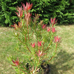 Leucadendron 'fireglow'