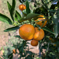 Citrus clementina Clementemp