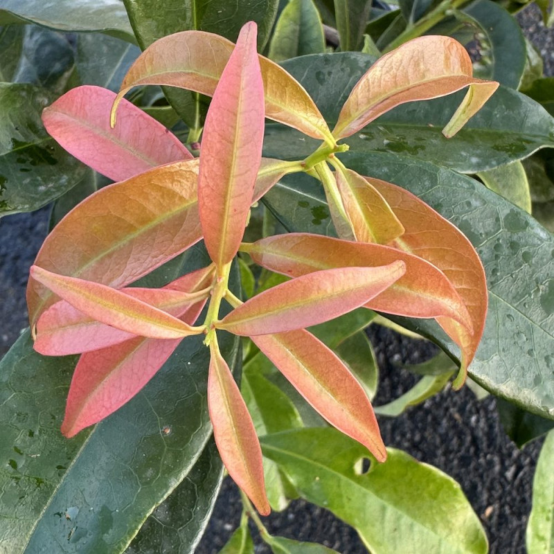 Craibiodendron yunnanense Craibiodendron yunnanense