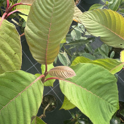 Camptotheca acuminata