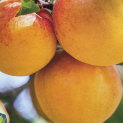 Prunus armeniaca d'Anjou, abricotier