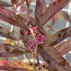 Callicarpa Pearl Glam®
