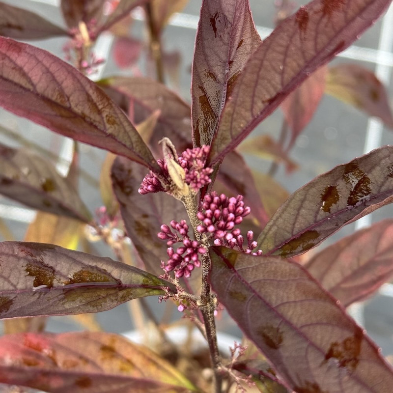Callicarpa Pearl Glam®