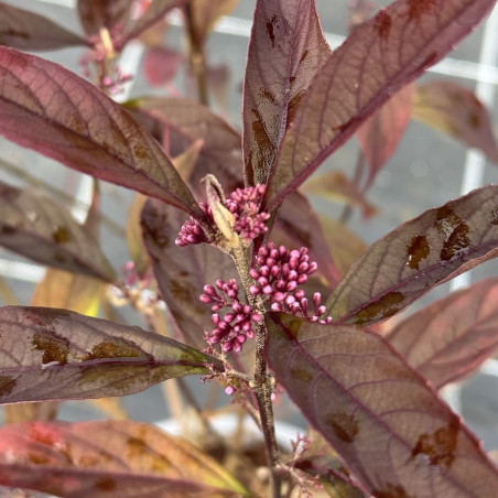 Callicarpa Pearl Glam®