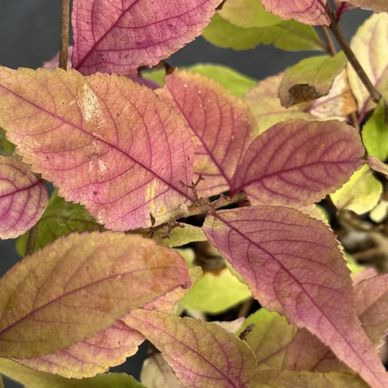 Callicarpa japonica Koshima No Homate
