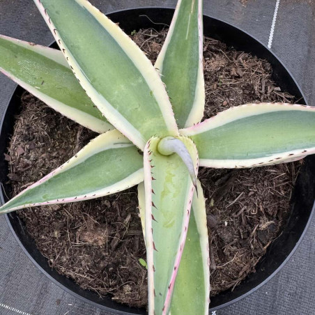 Agave guiengola Crème Brûlée