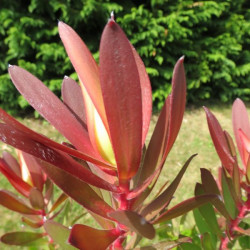 Leucadendron safari sunset